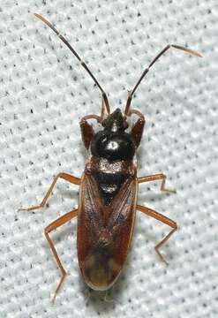 Image of Eremocoris fenestratus (Herrich-Schaeffer 1839)