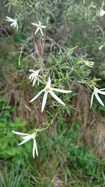 Image of Anthocercis angustifolia F. Müll.