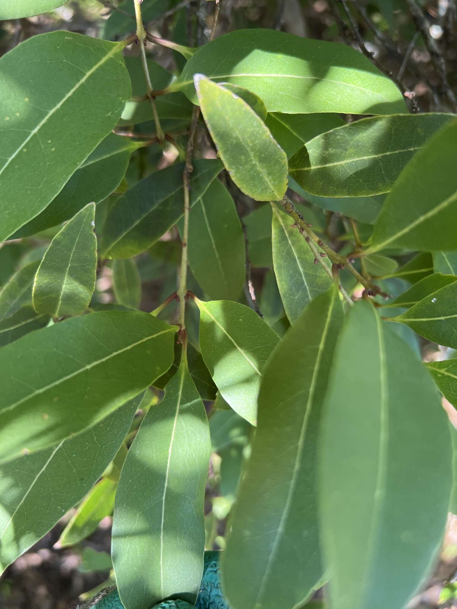 صورة Notelaea venosa F. Muell.