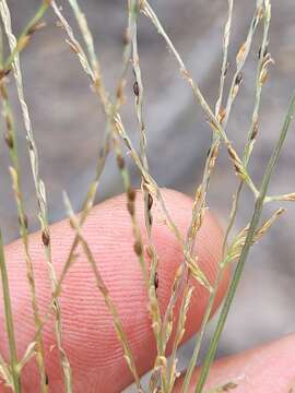 صورة Digitaria breviglumis (Domin) Henrard