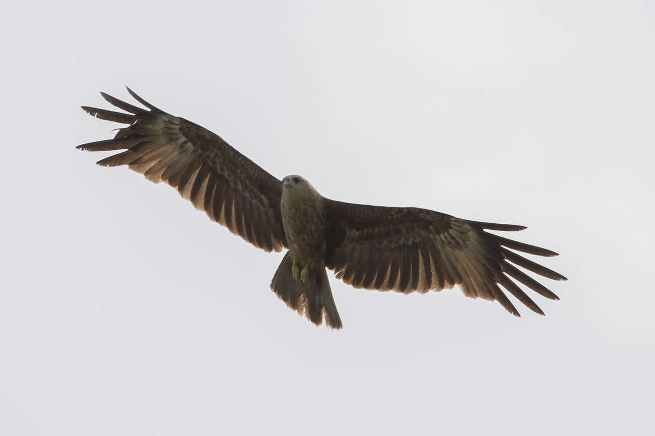 Image of Brahminy Kite