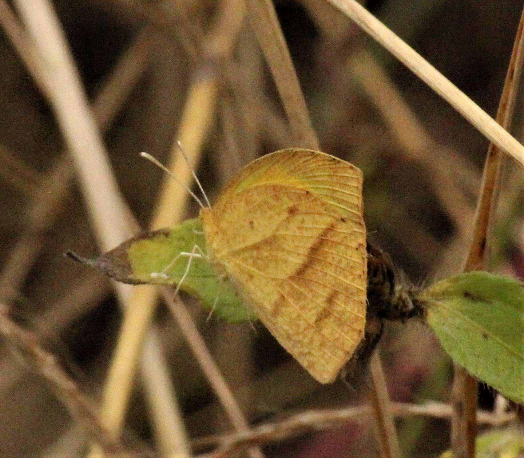 Image of Spotless Grass Yellow