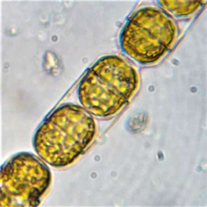 Image of Melosira moniliformis var. octogona