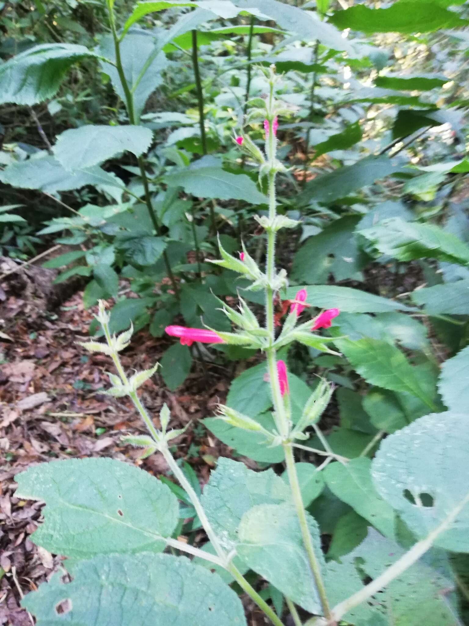 Image of Salvia karwinskii Benth.