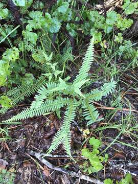 Image of Drooping Forked Fern