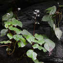 Image of Begonia glandulifera Griseb.