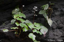 Image of Begonia glandulifera Griseb.