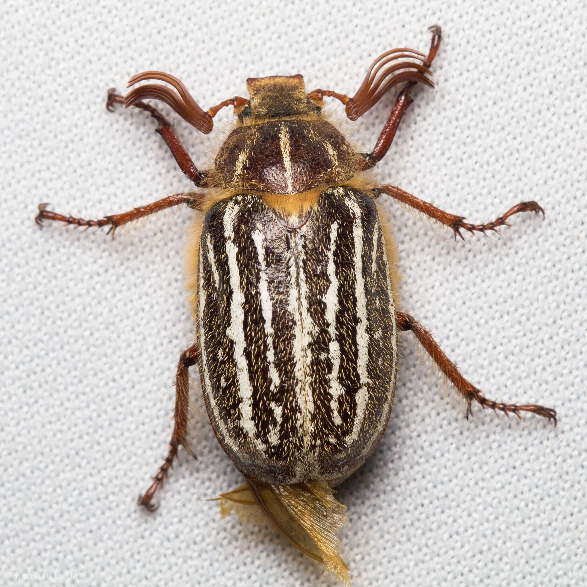 Image of Mount Hermon June beetle