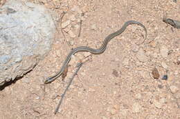 Image of Striped Road Guarder