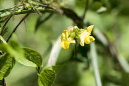 Слика од Vigna radiata (L.) R. Wilczek