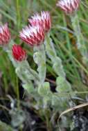 Image of Pink everlasting