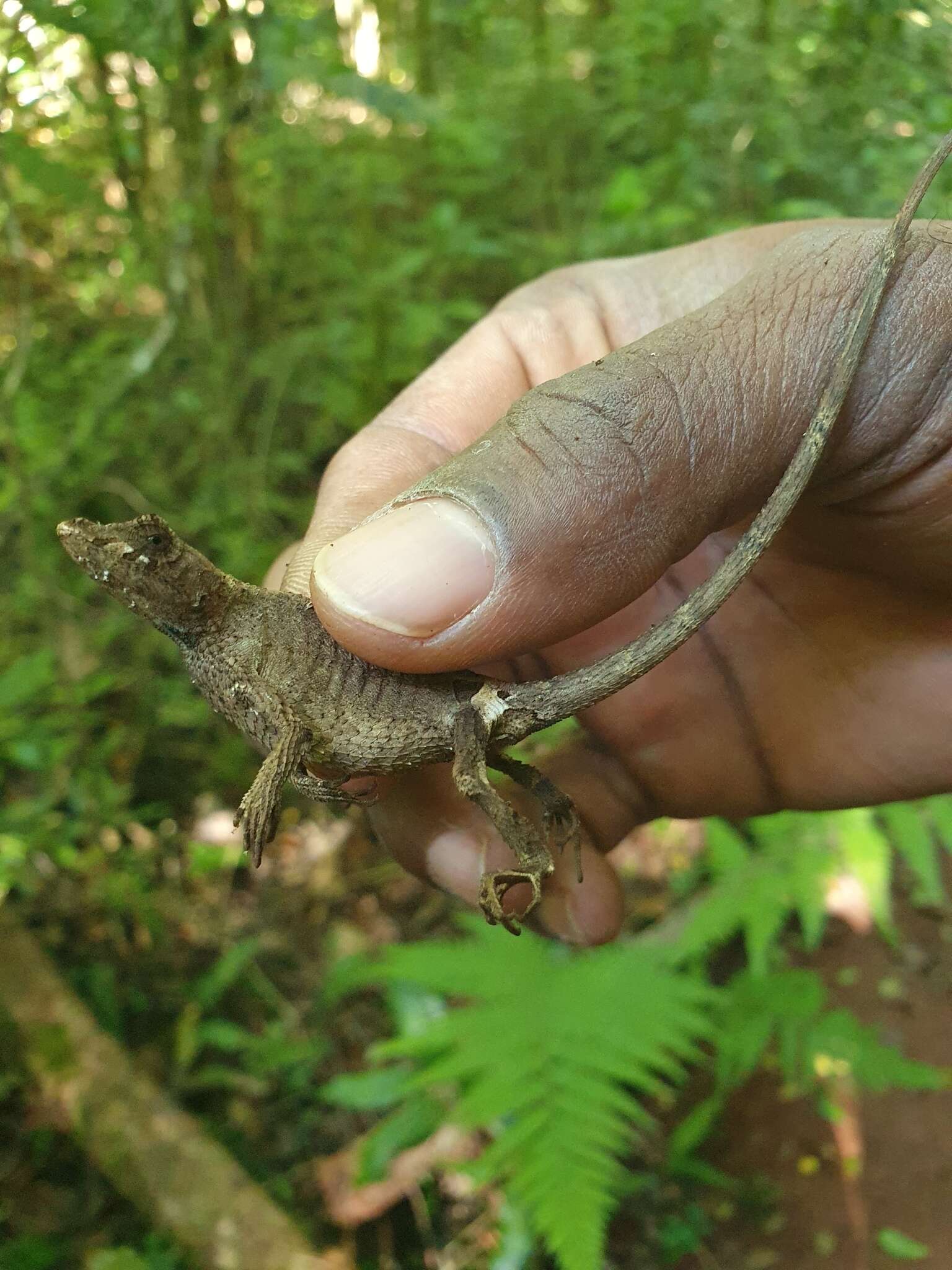 Image of Hispaniolan hopping anole