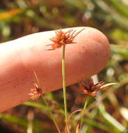 Image of dwarf rush