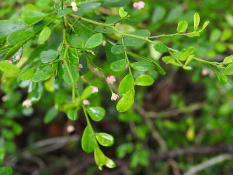 Image of Synostemon albiflorus (F. Muell. ex Müll. Arg.) Airy Shaw