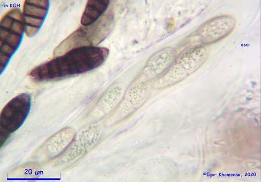 Слика од Gloniopsis subrugosa (Cooke & Ellis) E. Boehm & C. L. Schoch 2009