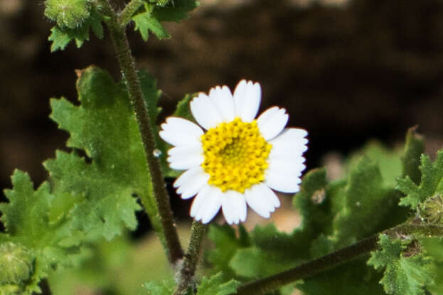 Image of Emory's rockdaisy