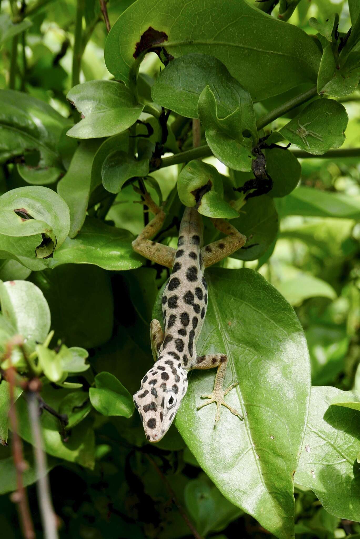 Image of Saban Anole