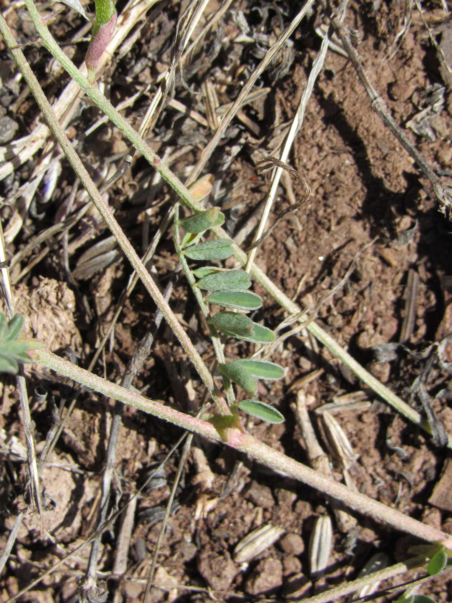 Imagem de Astragalus gentryi Standl.