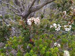 Imagem de Epacris barbata Melville