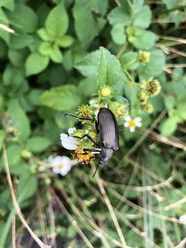 Image of Andocamaria Masumoto 1993