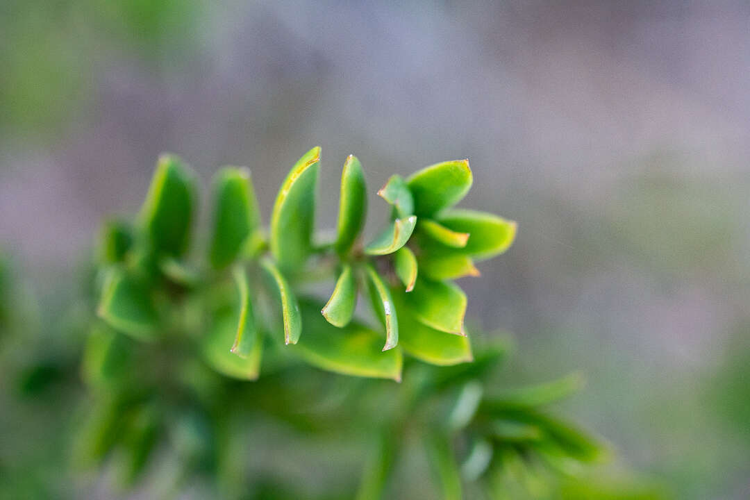 Imagem de Diospyros glabra (L.) De Winter