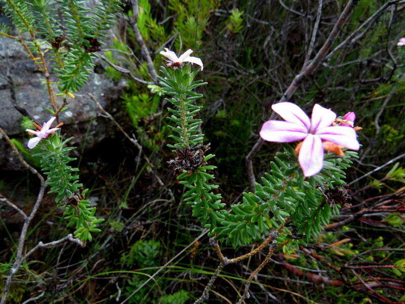 Image of Adenandra gummifera Strid