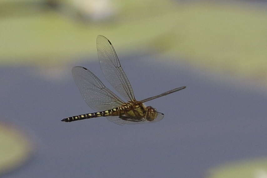 Image of Hydrobasileus brevistylus (Brauer 1865)