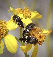 Image de Acmaeodera vernalis Barr 1972