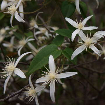 Слика од <i>Clematis aristata</i>