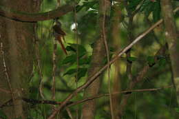 Image of Chestnut-rumped Woodcreeper