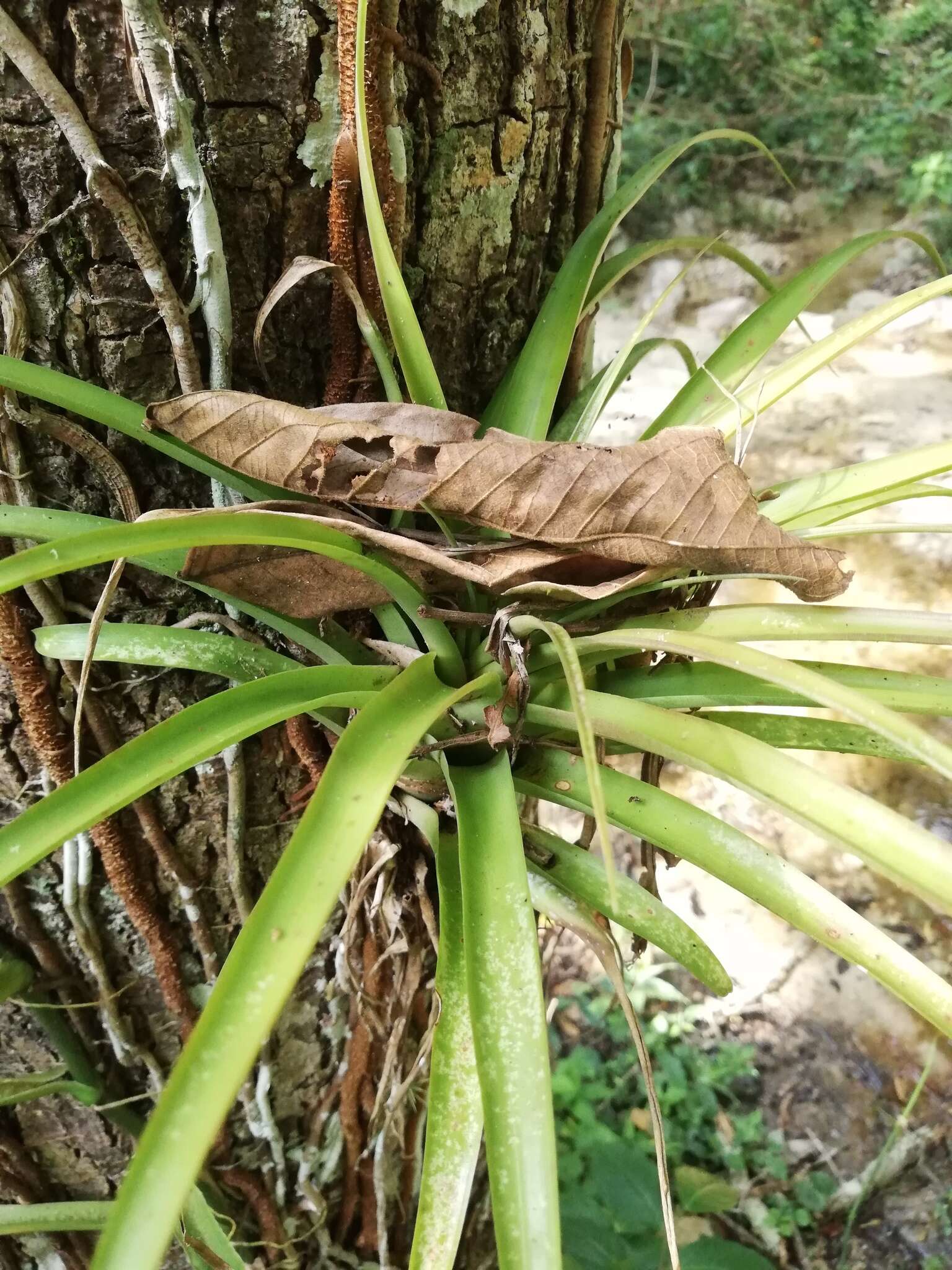 Image of Tillandsia capitata Griseb.