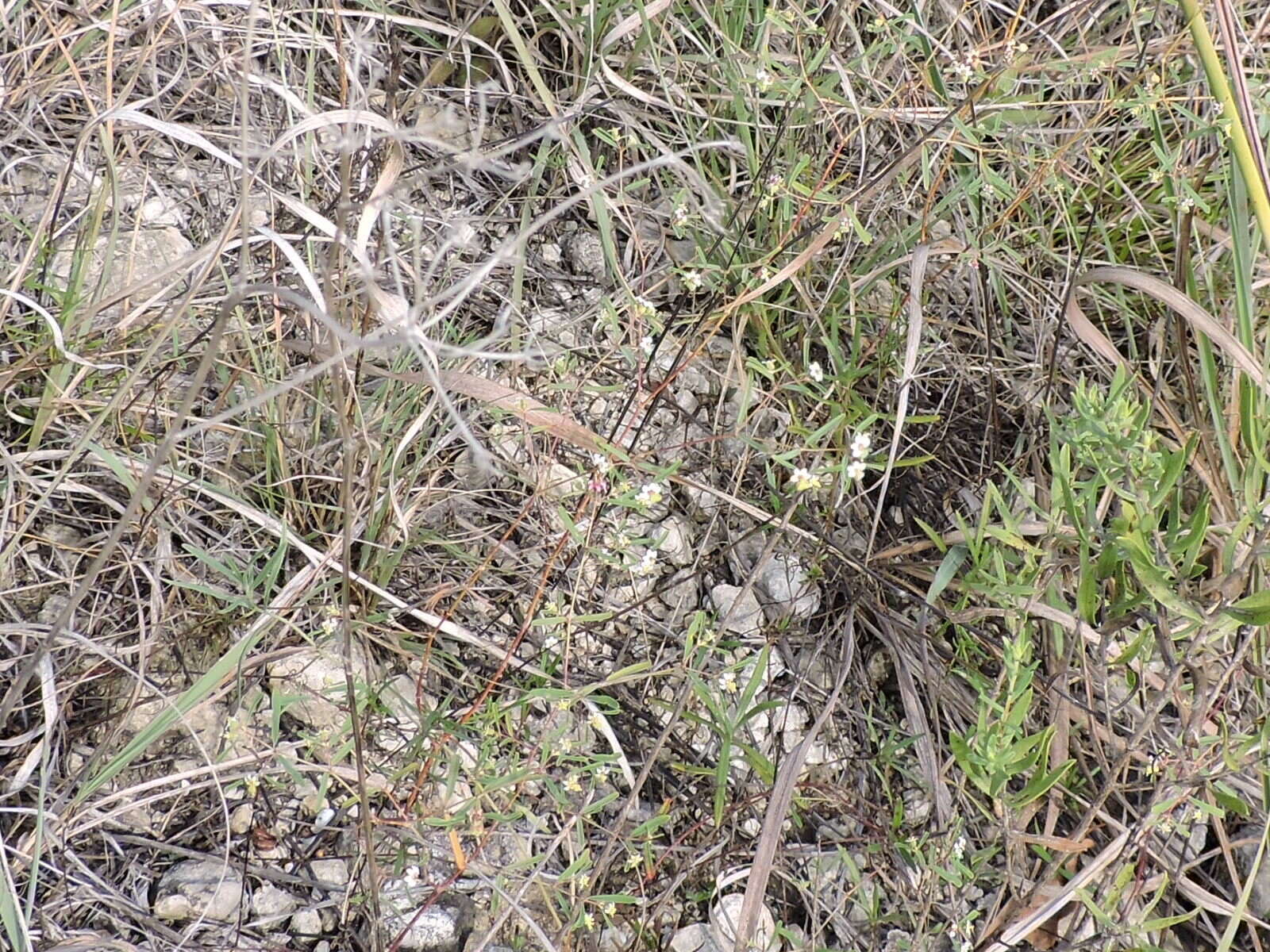 Image of prairie sandmat