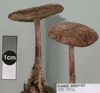 Image of Rhodocollybia purpurata (G. Stev.) J. A. Cooper 2014