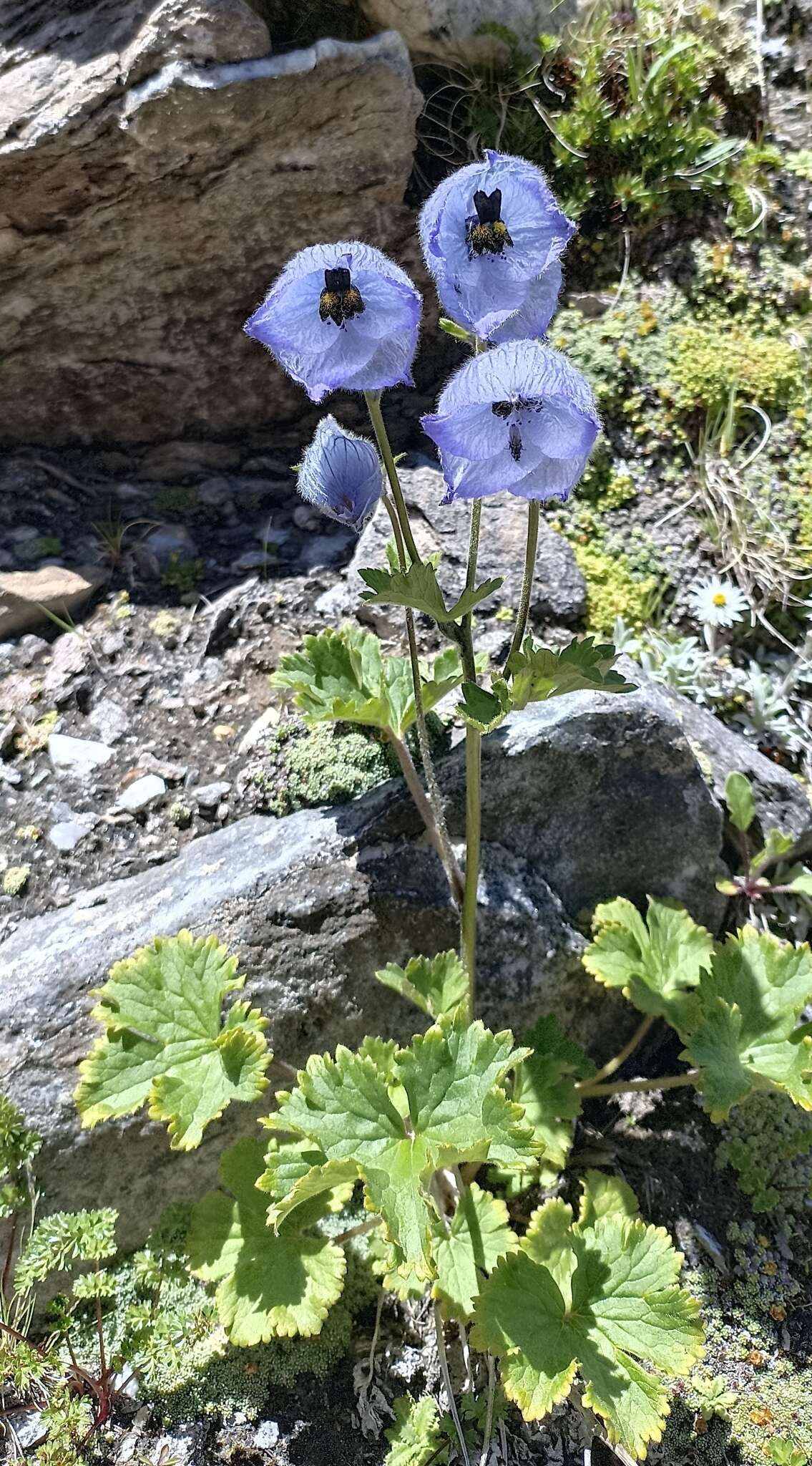 Image of Delphinium brunonianum Royle