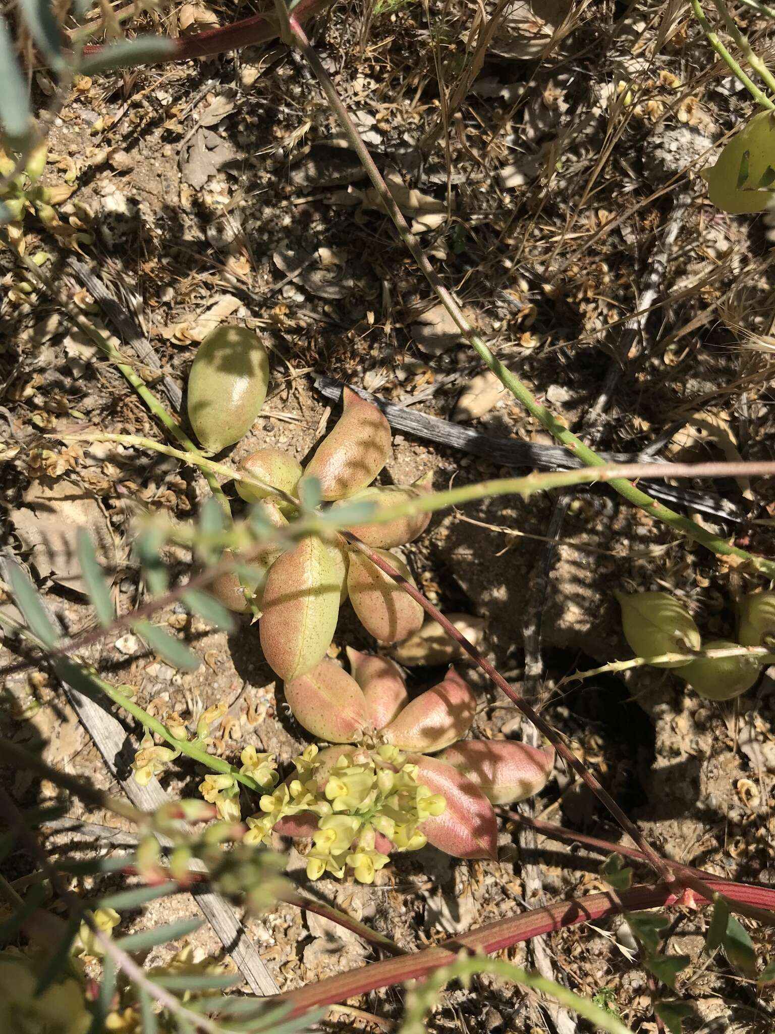 Astragalus douglasii var. parishii (A. Gray) M. E. Jones resmi