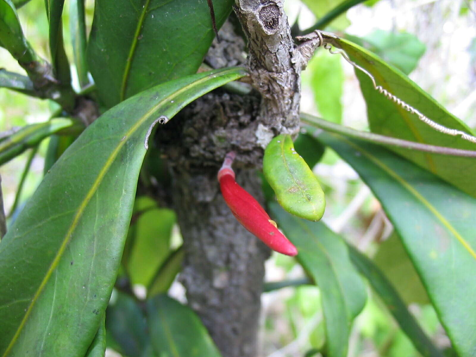 Image of Ixora margaretae (N. Hallé) Mouly & B. Bremer