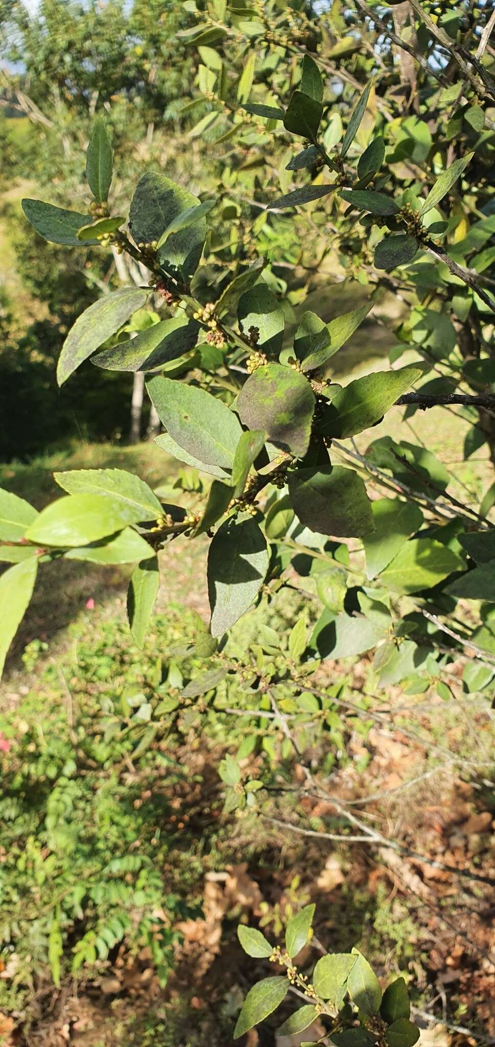 Image of Silky-bark