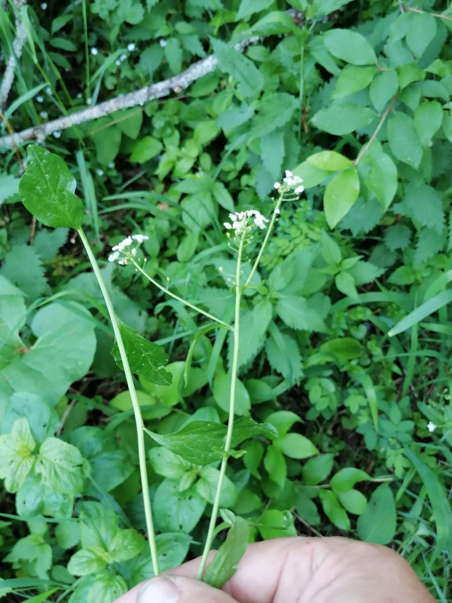 Imagem de Eutrema integrifolium (DC.) Bunge