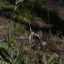 Image of Caladenia exilis Hopper & A. P. Br.