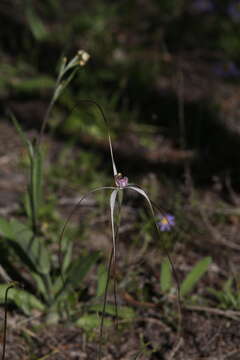 Caladenia exilis Hopper & A. P. Br. resmi