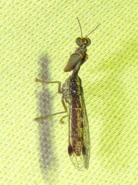 Image of Austromantispa