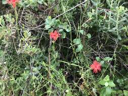 Image de Silene laciniata subsp. laciniata