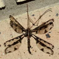 Image of Blotched Long-horned Owlfly