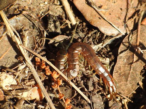 Image of Scolopendra oraniensis Lucas 1846