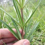 Слика од Asclepias fascicularis Decne.