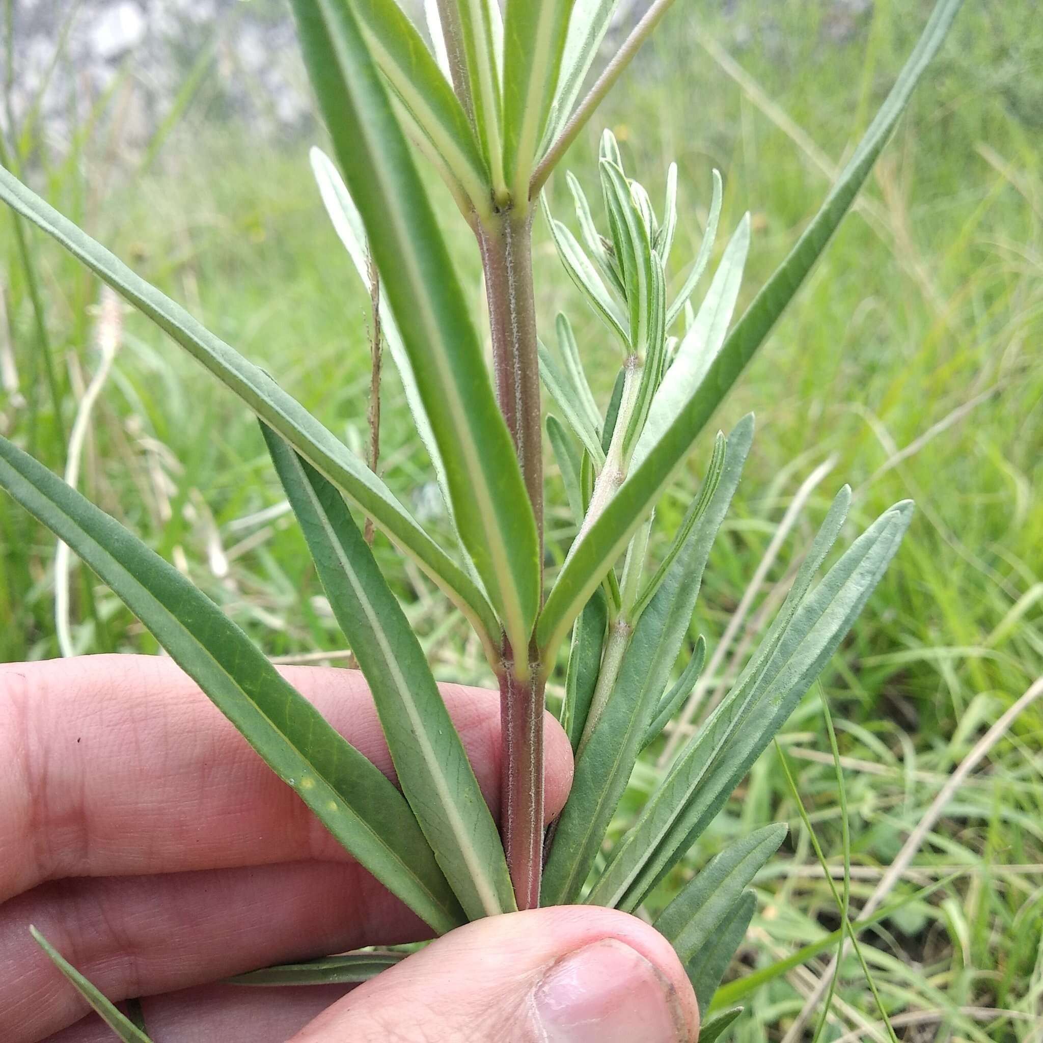 Слика од Asclepias fascicularis Decne.