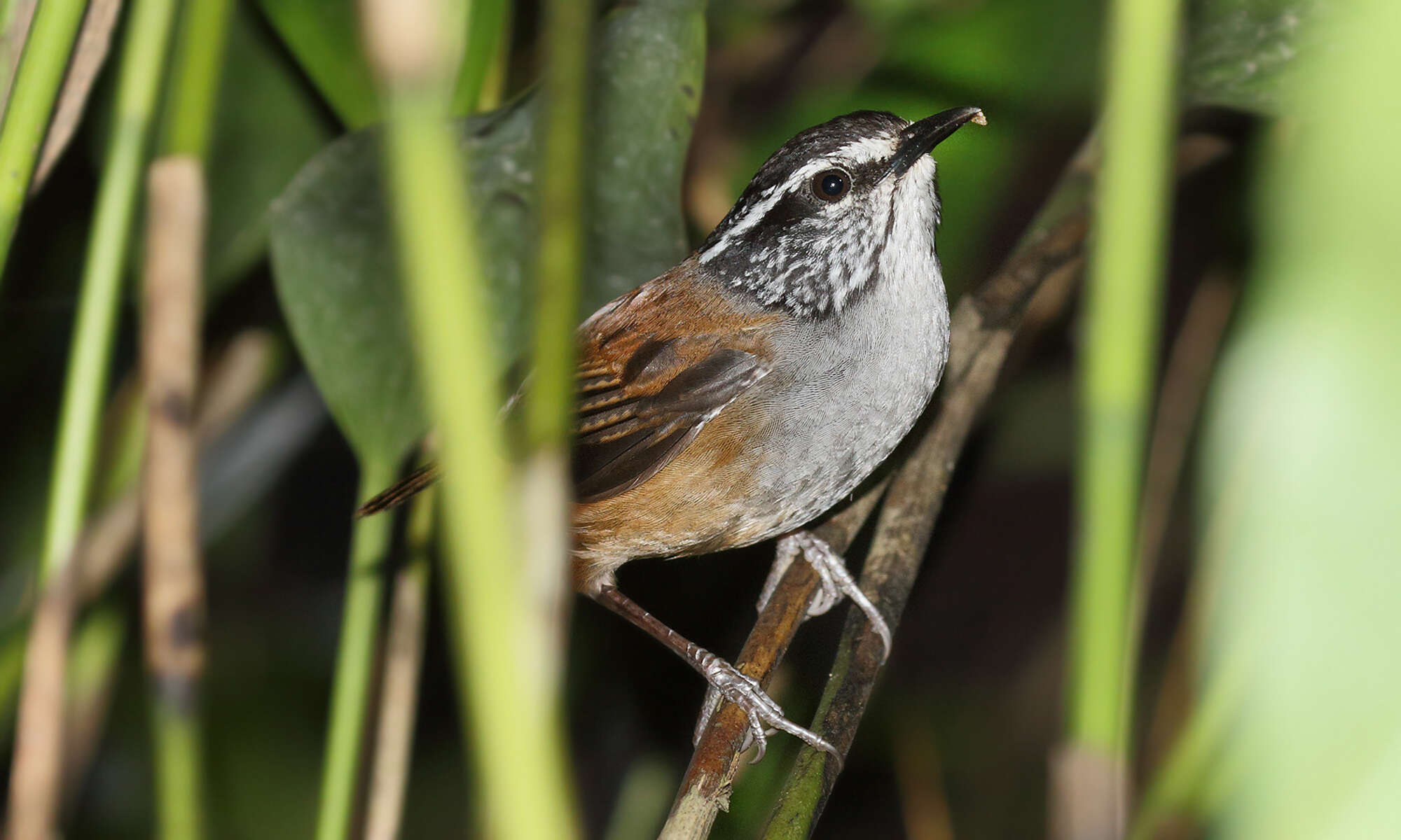 صورة Henicorhina leucophrys (Tschudi 1844)