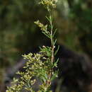 Image of Polycarpaea filifolia Webb ex Christ