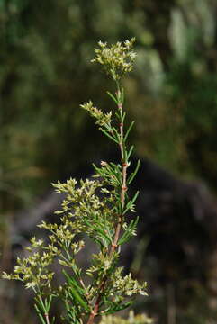 صورة Polycarpaea filifolia Webb ex Christ