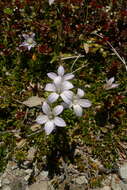 Image of Wahlenbergia pygmaea subsp. pygmaea